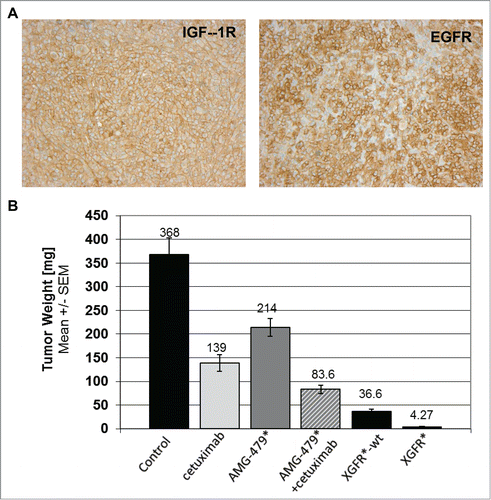 Figure 9. XGFR* in vivo efficacy in human orthotopic MiaPaCa-2 pancreatic carcinoma mouse model. A, Representative example of IGF-1R and EGFR expression in human MiaPaCa-2 pancreatic tumor xenografts grown in SCID mice as detected by immuno-histological staining. B, Tumor weight at termination after treatment with XGFR* and XGFR in comparison to conventional EGFR (cetuximab) and IGF-1R antibodies (AMG479*) and a combination of both antibodies in the orthotopic MiaPaCa-2 pancreatic cancer model in SCID mice. Weekly intraperitoneal treatment with XGFR* or XGFR (20 mg/kg), equimolar EGFR or IGF-1R antibodies (10 mg/kg each) or vehicle control was started 10 d after orthotopic implantation of MiaPaCa-2 tumors. Pancreatic tumor weights and per cent of tumor bearing animals were determined on study day 31 after 3 weeks of treatment (n = 15). Note: Tumor growth could not be monitored during this time due to intra-pancreatic localization of the tumors.