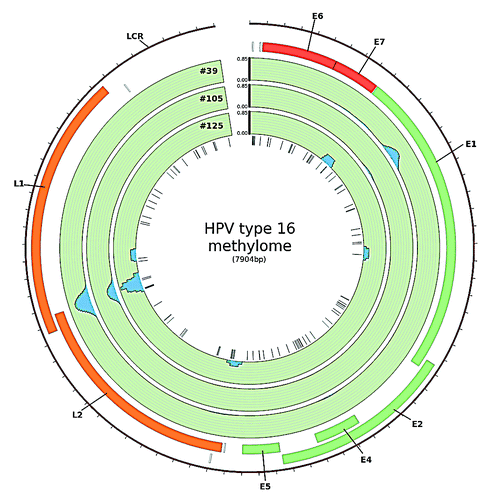 Figure 1. HPV type 16 methylome in HNSCC. The blue peaks represent regions of the viral genome in which methylation was detected using MeDIP-seq. Methylation was measured as reads per million per HPV copy per cell. Sites of methylation within the viral genome were mainly detected at the boundary of the L1/L2 ORF and within the E1 ORF (created in CircosCitation39)
