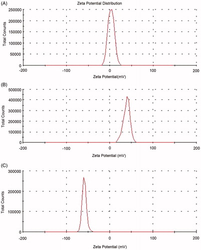 Figure 1. Zeta potential of blank liposomes (A), SA-added liposomes (B), and HA-modified liposomes (C).