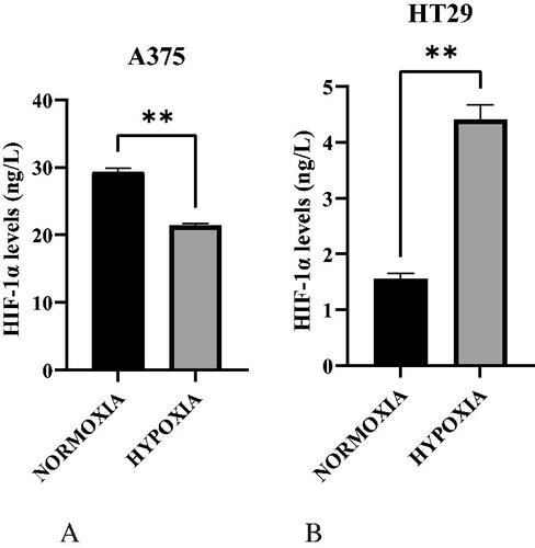 Figure 3. A. HIF-1α levels in normoxic and hypoxic A375 cells. B. HIF-1α levels in normoxic and hypoxic HT29 cells.
