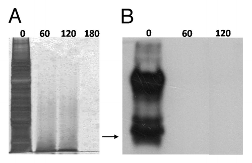 Figure 1. Photo-Fenton treatment of TiO2 (rutile) particles contaminated with the RML scrapie strain. 0.2 g of TiO2 were incubated with 10% w/v RML mouse brain homogenate and were then treated with 56 μg mL−1 Fe3+, 600 μg mL−1 h−1, UV-A, pH: 3.5. (A) SDS-PAGE, following AgNO3 staining of adsorbed proteins after treatment with photo-Fenton at the indicated time points (min). (B) western blotting of adsorbed PrP after treatment with photo-Fenton at the indicated time points (min). Primary antibody: 12F10, visualization: West Femto substrate (Pierce). Arrow: 32.5 kDa relative molecular mass marker.
