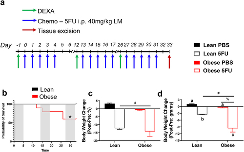 Figure 1. Experimental design, survival, and body weight change with 5 fluorouracil treatment. a) Experimental timeline. Mice underwent dual-energy x-ray absorptiometry (DEXA) analysis prior to each 5FU dosing cycle on days −1, 12, and 26. Mice were given 5 i.p. injections of either 40 mg/kg lean mass of 5FU dissolved in PBS or empty PBS control. Mice were euthanized 48 hours following the last dose of 5FU/PBS. b) Probability of survival in lean and obese mice given 3 cycles of 5FU. c) Absolute body weight change given in grams. Values are given as *Pre* – *Post*. d) Relative body weight change given in percent from baseline. Values are given as (*Pre* – *Post*)/*Pre*. Values are means ± SEM. Two-way ANOVA and LSD post hoc and multiple comparisons. *Indicates significant difference in survival. #Indicates main effect of 5FU. %Indicates main effect of Obese. Different letters signify statistically significant differences with an interaction. Significance was set as p < .05.