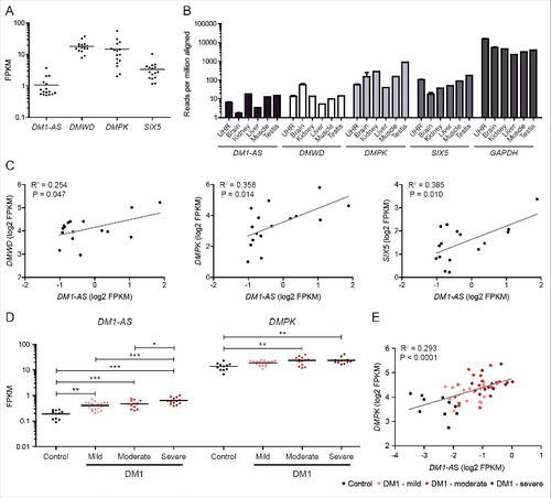 Figure 5. The DM1-AS transcript is a low-abundance RNA. (A) Expression levels of the 4 genes from the DM1 locus in cell lines (ENCODE). Each data point represents one cell line. FPKM values were calculated against the transcriptome originating from chromosome 19. The complete DM1-AS region, including alternative introns, was used in the calculation, thereby presumably somewhat underestimating DM1-AS transcript abundance. (B) Expression determined via poly(A)-seq data in tissues (Merck Research Laboratories). If a transcript had multiple poly(A) sites, the value represented here is the sum of all these sites (n ≥ 1, with mean + SEM for universal human reference (UHR) and brain). DM1-AS expression varies between tissues, with lowest values in brain. (C) Examination of expression correlation of DM1-AS with the other 3 genes in the DM1 locus using log2-transformed FPKM values from (A). Pearson R2 values are shown in the graphs. (D) FPKM values for DM1-AS and DMPK in muscle biopsies from healthy control individuals and 3 classes of DM1 patients (ranking based on estimated MBNL activity, see Materials and Methods). (E) Correlation between DM1-AS and DMPK expression in control and DM1 samples using log2-transformed FPKM values from (D). Pearson R2 value is shown in the graph. DM1-AS/DMPK expression ratio is significantly different between patients with severe DM1 (ratio = 40) and control individuals (ratio = 85) (p < 0.01).