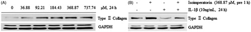 Figure 5. Effect of isoimperatorin on the dose-dependent expression of type II collagen in primary chondrocytes. After the treatment of chondrocytes with indicated concentrations of isoimperatorin for 24 h, (A) type II collagen expression was detected using Western blot analysis. (B) Isoimperatorin increased the expression of type II collagen in primary chondrocytes in the presence or absence of IL-1β. GAPDH was used as the loading control.
