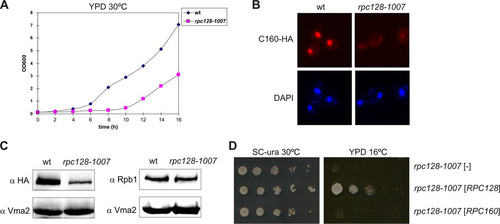 FIG 2 Inhibited growth and reduced levels of the largest subunit of Pol III in the rpc128-1007 mutant. (A) The rpc128-1007 mutant (MJ15-9C) and the control wt strain (MB159-4D) were inoculated (1/100) into liquid rich glucose medium (YPD) and incubated at 30°C with shaking. The growth was monitored by OD600 measurements. (B and C) rpc128-1007 cells encoding C160-HA were examined by immunofluorescence and Western blotting by using anti-HA antibody and anti-Rpb1 antibody. (D) As indicated, the rpc128-1007 mutant was transformed with empty vector [-], a plasmid harboring RPC128, or a plasmid harboring RPC160. Tenfold serial dilutions of overnight cultures in minimal medium (SC−ura) were plated on SC−ura and incubated at 30°C for 3 days or on rich glucose medium (YPD) and incubated at 16°C for 4 days.