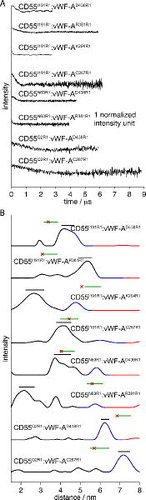 Figure 2. Experimental results from DEER: (A) Background-corrected DEER for the CD55:vWF-A complexes chosen as justified in the text and the supporting information. (B) Distance distributions from the time traces shown in (A). Each distance distribution is shown in black (good), blue (medium) and red (poor) corresponding to certainty intervals based on the length of the time trace data, as implemented in DeerAnalysis2011. The black horizontal line shows the standard deviation about the mean for the major distance peak, the green line shows the standard deviation about the mean for the MMM results from the hypothesised model (see Section 3.3) and the red star represents the Cα–Cα distance in the model.