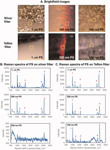 Figure 1. Optimization of Raman parameters for plastic detection in ambient and indoor air samples. (A) brightfield images of silver membrane filters and Teflon filters deposited with 1 um, 300 nm and 100 nm PS at 50x magnification; (B) Raman spectra of PS deposited on silver membrane filter; (C) Raman spectra of PS deposited on Teflon filter; (D) Raman spectra of PS on CaF2 slide. The bands at ∼990 (1), ∼1200 (2), ∼1600 (3), ∼2900 (4), and ∼3050 (5) cm−1 were used to identify PS. The spectral signal from the silver itself is not shown in this figure. Raman spectra were acquired at 532 nm laser excitation wavelength using 10mW laser intensity, 1200 line mm−1 grating, 100 µm slit and 300 µm hole. CaF2: Calcium fluoride.