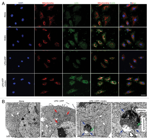 Figure 7. Andrographolide triggers mitophagy in macrophages. (A) BMDM cells were cultured with 30 μM Andro for 1 h (Alone and Andro group) or BMDM cells were cultured with 100 ng/ml LPS for 3 h, and then with 30 μM Andro for 1 h, followed by 15 min incubation with 5 mM ATP(LPS+ATP and LPS+ATP+Andro group). LC3 (green) and mitochondria (MitoTracker Red) colocalization were examined by immunofluorescence. Scale bar: 10 μm. (B) LPS-primed THP-1 cells were treated with 30 μM Andro for 1 h, followed by 1 h incubation with 5 mM ATP. Cells were collected for transmission electron microscopy assay. White arrow, normal mitochondria; red arrow, swollen mitochondria with disrupted cristae; blue arrow, a double membrane; green arrow, the damaged mitochondria were localized near a lysosome in the autophagolysosome. Data shown in (A and B) are representative of 3 experiments. Andro, andrographolide.
