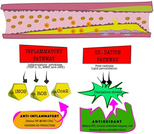 Figure 1 The main mechanisms involved in the development of atherosclerosis.
