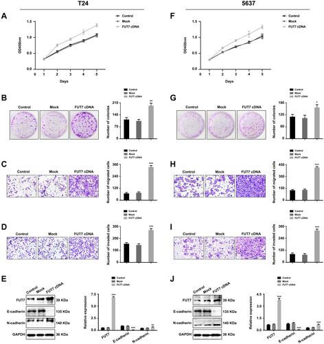 Figure 3 Upregulation of FUT7 promoted the proliferation, migration, invasion and EMT of bladder cancer cells. (A and F) CCK8 assay of cell proliferation rate after FUT7 cDNA transfection. (B and G) Colony formation assay of cell proliferation ability after transfection with FUT7 cDNA. (C and H) Transwell assay of cell migration ability after treated with FUT7 cDNA. (D and I) Transwell assay of cell invasion capability after FUT7 cDNA transfection. (E and J) Western blot analysis of the expression of EMT-related markers after FUT7 cDNA transfection. The statistical analysis was shown. *P<0.05, **P<0.01, ***P<0.001.