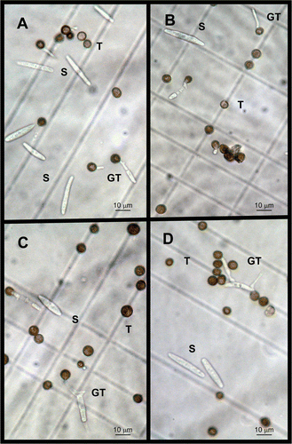 Figure 4.  Nuclear events in the S. scitamineum life cycle cultured for 24 h at 25°C on sterile distilled water as control (A), and on three different CA concentration: 5 µgml−1 (B), 20 µgml−1 (C) and 30 µgml−1 (D).
