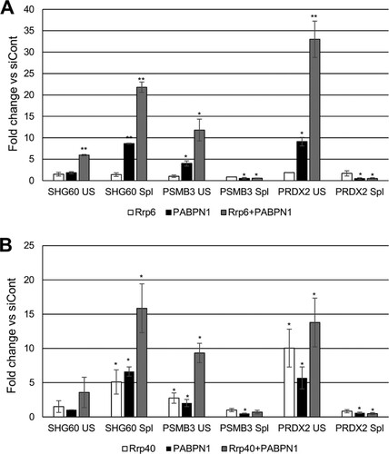 FIG 8 The nuclear and core exosomes degrade PSMB3 and PRDX2 pre-mRNAs. (A) RT-qPCR analysis of control cells and cells depleted of Rrp6, PABPN1, or both Rrp6 and PABPN1. Spliced and unspliced SHG60, PRDX2, and PSMB3 transcripts were analyzed. Values are shown as fold changes relative to the levels in control samples following normalization to GAPDH mRNA. Note that PABPN1 effects are larger than those in previous figures because two rounds of siRNA transfection were performed. (B) RT-qPCR analysis of control cells and cells depleted of Rrp40, PABPN1, or both Rrp40 and PABPN1. Spliced and unspliced SHG60, PRDX2, and PSMB3 transcripts were analyzed. Values are shown as fold changes relative to the levels in control samples following normalization to GAPDH mRNA. Note that PABPN1 effects are larger than those in previous figures because two rounds of siRNA transfection were performed. All error bars represent standard deviations for at least three biological replicates. *, P < 0.05; **, P < 0.01.