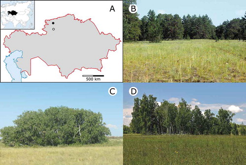 Figure 1. Location of the sandy (open circle) and loamy (filled circle) forest-steppe sites studied in northern Kazakhstan (A). The studied habitat types included sandy pine and birch groves embedded in sandy steppes (B-C) and a loamy birch grove surrounded by meadow-steppes (D).