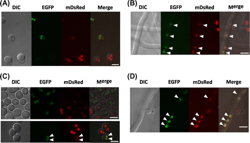 Fig. 2. Fluorescence microscopy of heterokaryotic hyphae and conidia in mixed culture.Notes: Fluorescence microscopic observation of heterokaryons was performed using the strains PlD-HR1-c and AblD-HG1-c with nuclei labeled in red and green, respectively. (A) Conidia spotted on the CD agar medium containing uridine/uracil and adenine. Conidia concentration was 5 × 104 conidia/5 μL/spot. The spotted agar media were cut off from the culture, put onto a glass base dish upside down, and then observed. (B) Hyphae in mixed culture on the CD agar medium containing uridine/uracil and adenine. After 24 h of growth, the incubated agar media were cut off and observed as described above. A heterokaryotic hypha with both green and red fluorescence was found as pointed by arrowheads. (C) Conidia formed in mixed culture. The conidia were collected after 5 d growth of mixed culture and observed. Conidia from the heterokaryons have both green and red fluorescence as pointed by arrowheads. (D) A growing hypha from the heterokaryotic conidium. The conidia formed in mixed culture were inoculated on the CD agar medium without uridine/uracil and adenine, and incubated at 30 °C for 16 h. The incubated agar media were cut off and observed as described above. Only heterokaryotic conidia grew on the minimal medium and showed both green and red fluorescence as pointed by arrowheads. Bars: 5 μm.