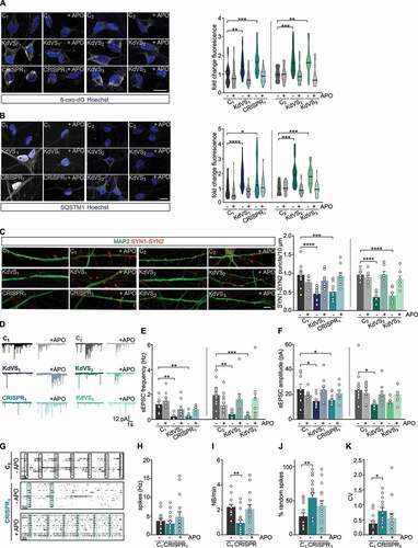 Figure 5. Apocynin treatment rescues synaptic phenotype. (A) Representative images of 8-oxo-dG stainings and 8-oxo-dG quantification for untreated and APO treated iNeurons relative to respective untreated control cells at DIV21. n = 39 for C1; n = 46 for C1 + APO; n = 42 for KdVS1; n = 51 for KdVS1 + APO; n = 26 for CRISPR1; n = 25 for CRISPR1 + APO; n = 26 for C2; n = 25 for C2+ APO; n = 28 for KdVS2; n = 27 for KdVS2+ APO; n = 31 for KdVS3; n = 23 for KdVS3+ APO. Scale bar: 20 µm. (B) Representative images of SQSTM1 stainings of iNeurons at DIV21 and fluorescence quantification in untreated and APO treated iNeurons relative to untreated control cells at DIV21. n = 43 for C1; n = 34 for C1+ APO; n = 34 for KdVS1; n = 38 for KdVS1+ APO; n = 40 for CRISPR1; n = 39 for CRISPR1+ APO; n = 16 for C2; n = 19 for C2+ APO; n = 25 for KdVS2; n = 27 for KdVS2+ APO; n = 34 for KdVS3; n = 24 for KdVS3+ APO. Scale bar: 20 µm. (C) Representative images of dendrites stained for MAP2 and SYN1-SYN2 for C1, KdVS1 and CRISPR1 at DIV21 either untreated or APO treated and SYN1-SYN2 quantification. n = 11 for C1; n = 9 for C1+ APO; n = 12 for KdVS1; KdVS1+ APO; n = 10 for CRISPR1; CRISPR1+ APO; n = 7 for C2; C2+ APO; KdVS2; KdVS2+ APO; KdVS3, KdVS3+ APO. Scale bar: 20 µm. Two-way ANOVA was used to determine statistically significant changes. (D) Representative voltage clamp recordings at Vh = −60 mV showing sEPSCs at DIV21 with and without APO treatment during differentiation. (E) sEPSC frequency and (F) amplitude quantifications. n = 8 for C1; C1+ APO; n = 9 for KdVS1; KdVS1+ APO; n = 11 for CRISPR1; n = 8 for CRISPR1+ APO; n = 15 for C2; n = 14 for C2+ APO; n = 8 for KdVS2; n = 9 for KdVS2+ APO; n = 8 for KdVS3; KdVS3+ APO. (G) Representative raster plots for untreated C1 network and untreated and APO treated CRISPR1 network at DIV30 (3 min. of recording). Quantification of (H) mean firing rate, (I) network burst frequency, (J) percentage of random spikes, and (K) CV of inter-network burst interval. n = 15 for C1; n = 17 for C1 + APO; n = 16 for CRISPR1; n = 15 for CRISPR1 + APO. All data presented in this figure were generated in at least 2 independent experiments and statistically significant differences were tested through Kruskal-Wallis and Dunn’s multiple comparison test, if not mentioned differently. All samples were always compared to the respective untreated control; only significant differences were indicated. *P < 0.05, **P < 0.01, ***P < 0.005, ****P < 0.0001.