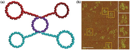 Figure 4. (colour online) A DNA pseudo[3]rotaxane is assembled by (a) hybridisation of ssDNA regions present in the central ring and dumbbell components. (b) The association of components is visible by AFM. (Reprinted with permission from (Citation 20 ). Copyright © 2010 Macmillan Publishers Limited, part of Springer Nature.).