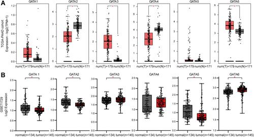 Figure 4 The GATA mRNA expression levels in pancreatic cancers with significant differential expression between tumor and normal tissues. (A) The mRNA expression levels of GATA2, GATA3, GATA4, and GATA6 were significant differential expressed in pancreatic cancer in the TCGA-PAAD dataset. (B) The mRNA expression levels of GATA1, GATA2, GATA3, GATA5, and GATA6 were significant differential expressed in pancreatic cancer in the GSE71729 dataset. (“*” represents p-value < 0.05).