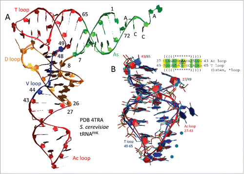 Figure 2. The T loop and the Ac loop are homologs. (A) The tRNA cloverleaf includes two related microhelices: the T loop and Ac loop (red). (B) An overlay of the 17-nt anticodon loop (7-nt) and stem (2 × 5-nt) (red) and the 17-nt T loop (7-nt) and stem (2 × 5-nt) (blue) shows remarkable structural similarity. Because of a 3-nt deletion in the D loop, numbering from within the D loop for S. cerevisiae tRNAPHE is reduced by 3-nt compared to the model for 75-nt tRNA evolution (see Fig. 1).Citation32 In the sequence, yellow shading indicates DNA-coding identity and green shading similarity. The anticodon is bold and underlined. Five indicates 5-methyl-cytosine. P is pseudo-uridine. One and Y are adenosine derivatives. O is a uracil or a guanosine derivative. Blue circles in (B) indicate anticodon positions.