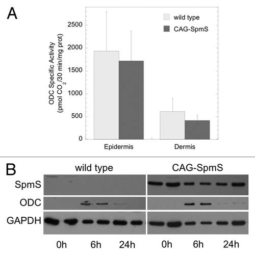 Figure 1. TPA-induced ODC activity and protein in wild type and CAG-SpmS mice. (A) ODC activity in wild type and CAG-SpmS mice treated with TPA (17 nmol). Mice were sacrificed 6 h after TPA application and assayed for epidermal and dermal ODC activity (mean ± S.D.; n = 4). (B) Epidermal extracts (50 µg) from wild type and CAG-SpmS mice were collected at the indicated time after TPA application (17 nmol) and duplicate samples were analyzed by western blotting for SpmS and ODC with GAPDH as a loading control.