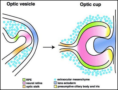 Figure 2 Morphogenesis of the optic cup. The neuroepithelium of the ventral forebrain evaginates and forms the optic vesicle, which is specified into presumptive retina, RPE and optic stalk (left). Upon interaction with the overlying lens ectoderm, the distal part of the optic vesicle (presumptive retina) invaginates, resulting in formation of the optic cup (right). The inner layer proliferates extensively and differentiates into the retina, whereas the outer layer develops into a single layer of cuboidal, pigmented cells, the RPE. The peripheral rim of the optic cup forms the ciliary margin, which differentiates into the ciliary body as well as the iris.