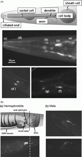 Figure 3.  Expression of cfl-1 promoter::GFP fusion reporter. (A) Expression around the pharynx. The GFP fusion reporter was expressed in regions where structures associated with amphid neurons, such as cell body (a), dendrite (b) and its ciliated end (c), and axon (f). It may also be expressed in the socket cell (d, d’) and sheath cell (e). Expression in the rear end of the anterior pharyngeal bulb (g) roughly coincides with the location of neurosecretory motor neuron. (B) Expression around the anal sphincter. Strong and restricted expression of GFP fusion reporter was detected at the junction of intestine and rectum in hermaphrodites (a). Male worms showed a distin ct pattern of expression (b), probably due to the male specific anatomy in this part of the body.