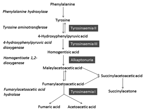 Figure 1. Adapted from reference Citation3. The diagram illustrates the normal phenylalanine and tyrosine degradation pathway, enzymes involved and defects that can occur (highlighted blue). The metabolism of HGA occurs in the liver, and HGD is an enzyme expressed in this organ.