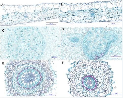 Figure 4. Microscopic observation images (cross-sections) of the Ananas comosus var. bracteatus leaves (A, B), stems (CD), and root (EF) exposed to 4 g/mL (T3) (BDF) of MgONPs and Control (ACE). Scale bar ABCD=100 μm, EF = 50 μm.