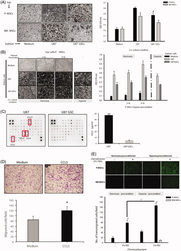 Figure 1. Migration ability of MSCs towards glioblastoma cells and across the BBB in vitro. BM-MSCs and P-MSCs that were preincubated under (A) normoxia or (B) hypoxia (1% O2) condition for 2 and 6 h were seeded on the top of transwells to allow migration towards the bottom wells containing U87, U87 GSC, or plain medium for 3 h. Migrated MSCs were stained with 0.5% crystal violet and photographed at 100× magnification. Numbers of migrated cells were quantified by measuring the absorbance of a dye extract at 570 nm. Assays were performed in triplicate in two independent experiments. Data are presented as mean ± SD of one representative experiment. a1 represents P ≦ .05 compared with BM-MSCs. b1 represents P ≦ .05 compared with RPMI medium. (C) The conditioned media from U87 and U87 GSCs were extracted, and human chemokine antibody array was performed. The differential expressed chemokines are indicated with rectangular boxes. (D) The expression level of CCL5 was quantified by ELISA; **P ≦ .005 compared with U87 GSC conditioned medium. (E) Chemotactic response of P-MSCs induced by human recombinant CCL5; *P ≦ .05 compared with serum-free medium alone. (F) The entire transmigrating cell populations were assayed using a BBB kit, photographed at 100× magnification, and counted using Image J software. a2 and c2 represent P ≦ .01 compared with BM-MSCs and RPMI, respectively. All assays were performed in two independent experiments in triplicates. Data are presented as the mean ± SD of one representative experiment.