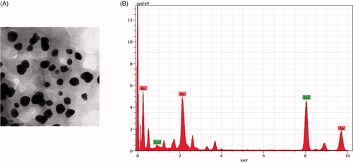 Figure 2. (A) HR-Transmission electron microscopy images illustrating the gold nanoparticle synthesized. Scale bars: 100 nm; 50 nm. (B) Energy dispersive X-ray spectrum of gold nanoparticles synthesized from R. rubescens (RRAuNP).