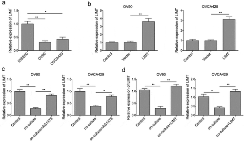 Figure 4. EGF secreted by M2-like TAMs inhibited LIMT expression in OC cells. (a) The endogenous expression levels of LIMT in OC cell lines and normal cells determined by qRT-PCR. *P < 0.05 and **P < 0.01 vs. IOSE80. (b) The expression levels of LIMT was determined by qRT-PCR in OC cells transfected with LIMT encoding lentivirus. **P < 0.01 vs. Vector. (C&D) The expression levels of LIMT in AG1478 pre-treated (c) or LIMT encoding lentiviru transfected (d) OC cell lines after co-culturing with M2-like TAMs. *P < 0.05 and **P < 0.01 vs. Control. *P < 0.05 and **P < 0.01 vs. Co-culture.