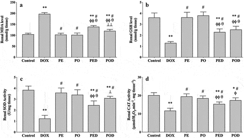 Figure 1. Effects of the ethanolic propolis extract (PE) and oily propolis extract (PO) on oxidative stress status at the basal and DOX-induced conditions (PED, POD) in rat kidneys. Oxidative stress was evaluated by renal MDA level (a), GSH level (b), SOD activity (c) and CAT activity (d) in all groups. Results are expressed as mean ± SD (n = 6). Statistical difference from control *p < .01, **p < .001; from DOX # p < .001; from PE ϕp < .05, ϕϕp < .001; from PO θ p < .001; from ⊥ p < .05, ⊥⊥ p < .001 PED.