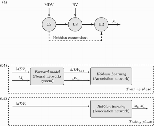 Figure 7. Conceptualisation of the intended association mechanism. (a) Intended association by means of hebbian learning. (b) Computational architecture divided into two phases: (b.1) Off-line training phase. Motor commands are covertly executed. The forward model described in Section 2 enacts sensorimotor cycles producing visual and tactile predictions MDVt+1 and BVt+1. These in turn are fed to the association network where the hebbian learning process occurs. No motor commands are sent to the effectors as this process runs off-line (internal simulation); (b.2) Testing phase. The current visual situation MDVt is fed into the association network which becomes a controlling network. Actual left (Ml) and right (Mr) motor commands are overtly executed.