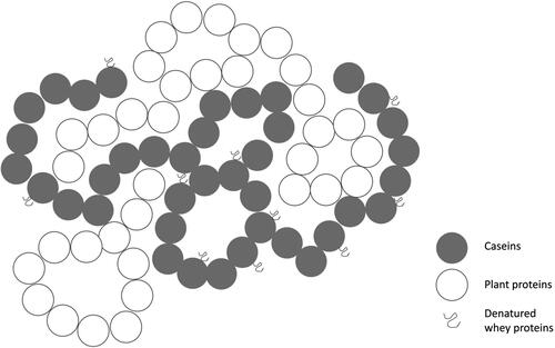 Figure 4. Structure of heat-induced gel of mixture of plant and dairy proteins.