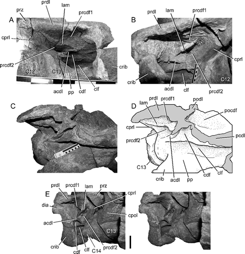 Figure 8. BIBE 45854, Alamosaurus sanjuanensis. Close-up views of autapomorphic lamina dividing the prezygapophyseal centrodiapophyseal fossa into dorsal and ventral sub-fossae. A, cervical vertebra 13, left lamina and fossae in anterolateral view. B, cervical vertebra 13, right lamina and fossae in anterolateral view. C, cervical vertebra 14, centrum and arch laminae and fossae in lateral view during preparation of specimen. D, line drawing of view in C. E, cervical vertebra 14, stereophotopairs of right prezygapophyseal centrodiapophyseal fossa and dividing lamina in anterolateral view. Solid grey fill indicates broken bone surface. Abbreviations: acdl, anterior centrodiapophyseal lamina; C, cervical vertebra; cdf, centrodiapophyseal fossa; clf, centrum lateral fossa; cpol, centropostzygapophyseal lamina; cprl, centroprezygapophyseal lamina; crib, cervical rib; dia, diapophysis; lam, lamina dividing the prezygapophyseal centrodiapophyseal fossa; pcdl, posterior centrodiapophyseal lamina; pocdf, postzygapophyseal centrodiapophyseal fossa; podl, postzygodiapophyseal lamina; pp, parapophysis; prcdf1, dorsal prezygapophyseal centrodiapophyseal fossa; prcdf2, ventral prezygapophyseal centrodiapophyseal fossa; prdl, prezygodiapophyseal lamina; prz, prezygapophysis. Scale bar in A shows 10 cm divisions; scale bars in B, C and E = 10 cm.