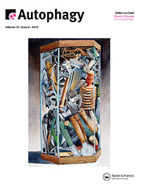 Cover image for Autophagy, Volume 15, Issue 9, 2019
