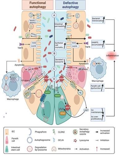 Figure 2. Defective autophagy leads to an increase in intestinal inflammation. (A) autophagy promotes the membrane localization of OCLN (occludin), a barrier-forming protein, by reducing its endocytosis in an MAPK1/ERK2-MAPK3/ERK1-dependent manner. In contrast, defective autophagy fails to degrade the pore-forming protein CLDN2, leading to increased intestinal permeability and bacterial translocation. (B) autophagy-deficient intestinal epithelium cells exhibit increased apoptosis and an increased generation of danger/damage-associated molecular patterns (DAMPs) and promotes the generation of inflammation. (C) during an invasive pathogen infection, lysozyme is secreted by the secretory autophagy pathway. This process requires endoplasmic reticulum (ER) stress-mediated EIF2AK3-EIF2A activation in Paneth cells. Contrastingly, impaired autophagy leads to the impaired ability of Paneth cells to secrete lysozyme, further increasing pathogen invasion. (D) damage of ATG16L1 in intestinal stem cells can lead to failed cell protection induced by muramyl dipeptide (MDP) and damage to the homeostasis of intestinal stem cells. Moreover, autophagy defects lead to the increased sensitivity of differentiated cells to reactive oxygen species (ROS) produced by commensal bacteria and may inactivate the hpo-yki pathway to promote the excessive proliferation of stem cells.