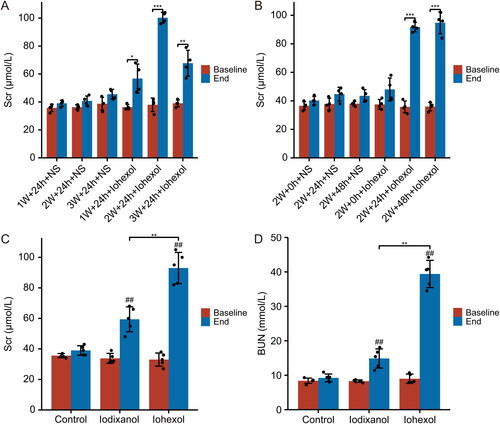 Figure 2. Data from animal studies. (A, B). Animals in the 2 W + 24H + iohexol group exhibited the most significant deterioration in renal function at 24 h post-injection compared to other groups of different post-surgical weeks (A) or various dehydration times (B); ***p < 0.001, **p < 0.01 and *p < 0.05 endpoint versus baseline in every group; n = 4. (C, D). In the novel CI-AKI rat model, iohexol induces a more significant reduction of renal function than iodixanol. Changes in the levels of (C) Scr, (D) BUN, 24 h after intravenous injection of saline, iohexol, or iodixanol. (##p < 0.01 vs. group control, **p < 0.01 vs. group iodixanol; n = 5).