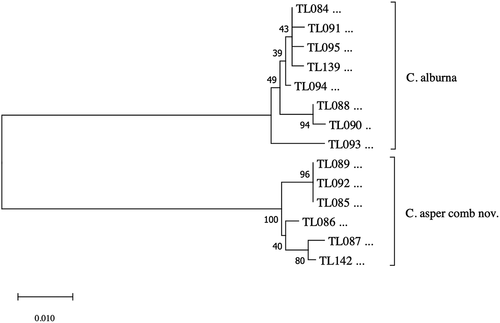 Figure 1. Neighbor-joining tree of the COI sequences representing Cytaea alburna and C. asper. Numbers near branches show bootstrap values