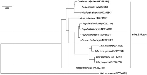 Figure 1. Bayesian phylogram of 12 Salicaceae species was reconstructed based on complete chloroplast genome sequences using Viola seloulensis as an outgroup. The PP value of all the branches in this tree is 1.00.