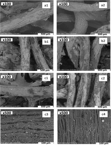 Figure 5. SEM images of (a1, a2) original Loofah sponge LS; (b1, b2) Loofah sponge/beeswax LS-B(1) and Loofah sponge palm wax LS-P(1); (c1, c3) LS-B(2) and (c2, c4) LS-P(2). Reproduced with permission from Elsevier from a study by Ha et al. (Citation2023). Loofah plant—Derived biodegradable superhydrophobic sponge for effective removal of oil and microplastic from water. Environmental Technology & Innovation, 32, 103265. https://doi.org/10.1016/j.eti.2023.103265.