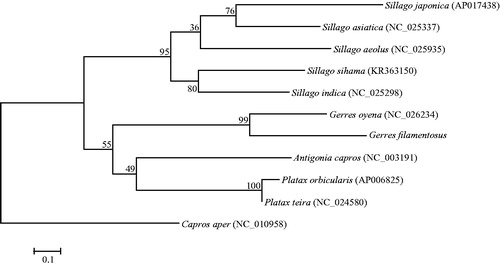 Figure 1. Maximum-likelihood tree was constructed based on 1st and 2nd codon sequences of 13 protein-coding genes of 11 species.