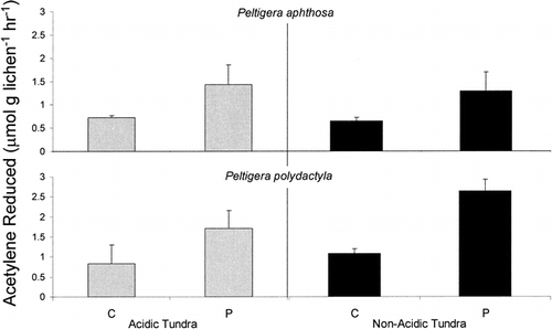 FIGURE 2. Acetylene reduction rates for Peltigera aphthosa and P. polydactyla in control (C) and phosphorus (P) treatments on acidic and non-acidic tundra. Values are means with standard error bars (n = 3)