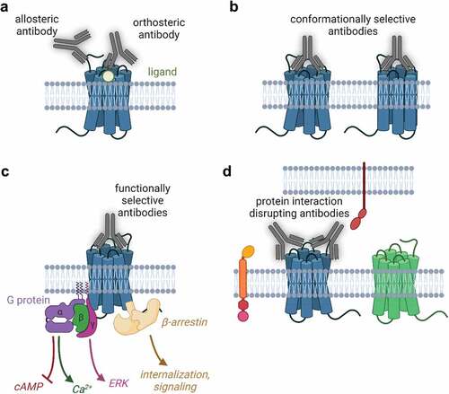 Figure 2. Opportunities and challenges in G protein-coupled receptor biologics discovery. A. Antibodies can target the ligand binding (orthosteric) site or other allosteric regions of GPCRs. B. Antibodies can stabilize GPCR conformations, allowing for complex pharmacology (positive and negative modulators, inverse agonists, etc) C. Antibodies can activate the diverse signals downstream of GPCRs and be engineered to selectively activate certain pathways. D. Antibodies can disrupt protein interactions in the same cell (trans) or in cis (in different cells) including blocking higher order GPCR oligomer formation. Created with BioRender.com.