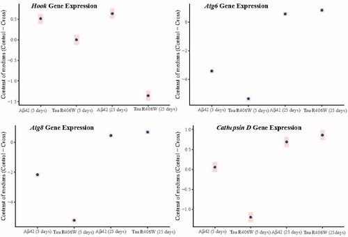 Figure 4. Bayesian estimation of median contrasts (control–cross) for gene expression in 5- and 25-day-old flies. Hook gene has different expression pattern in Aβ42- or Tau R406W-expressing flies either 5 or 25 days old, while Atg6 and Atg8 mRNA levels changed with similar pattern in both transgenic lines either 5 or 25 days after eclosion.