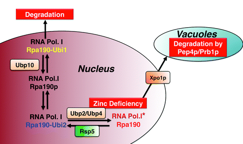 Figure 1. Shown is the equilibrium between ubiquitinated states of the RNA polymerase I complex, and the consequences of these differences in ubiquitination on the stability of the Polymerase I complex. The identity of the ubiquitin proteases that promote the deubiquitination reactions is indicated. Ubi1 and Ubi2 would correspond to the different ubiquitinated states, which would result in RNAP I degradation and nuclear retention, respectively.