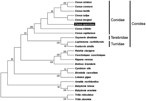 Figure 1. Phylogenetic tree generated using the neighbour-joining method based on complete mitochondrial genomes. Conus striatus (KX156937), C. consors (KF887950), C. textile (DQ862058), C. tulipa (KR006970), C. borgesi (EU827198), C. quercinus (MH400188), C. tribblei (KT199301), C. capitaneus (KX155573), Oxymeris dimidiata (EU827196), Lophiotoma cerithiformis (DQ284754), Fusiturris similis (EU827197), Reishia clavigera (DQ159954), Concholepas concholepas (JQ446041), Rapana venosa (KM213962), Bolinus brandaris (EU827194), Cymbium olla (EU827199), Bivetiella cancellata (EU827195), Lobatus gigas (KM245630), Amalda northlandica (GU196685), Babylonia lutosa (KF897830), B. areolata (HQ416443), Tritia reticulatas (EU827201) and Tritia obsoleta (DQ238598).