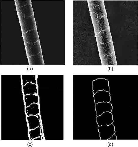 Figure 5. Preprocessing for extracting morphological characteristics: (a) original image, (b) image enhancement, (c) fiber binarization image, (d) removal of impurity.