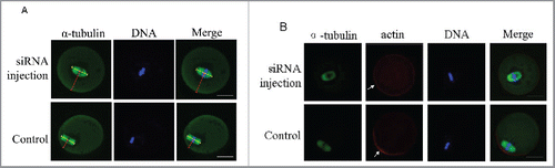 Figure 6. Centriolin siRNA microinjection inhibited peripheral spindle localization and polarity establishment in oocytes. A: Centrally localized MI spindles in centriolin depleted oocytes. At least 100 oocytes were assessed in each replicate. B: Centriolin siRNA microinjection led to a failure of polarity establishment, as indicated by the loss of an actin-cap. At least 50 oocytes were assessed in each replicate. Green, spindle; blue, DNA; red, actin. Bar = 20 μm.