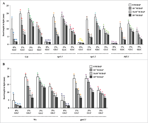 Figure 3. Root length of HXK1-independent pathway mutants: (A and B) The HXK1-independent pathway mutants rgs1.1, rgs1.2, thf1.1 and gpa1.1 were found to have similar sensitivity to CK for root length control as compared with WT. Data shown is the average root length and error bars represent SD. Means accompanied by the different letters in a group at mentioned GLC concentration are statistically different (All Pairs, Tukey HSD post ANOVA test at P ≤ 5%).