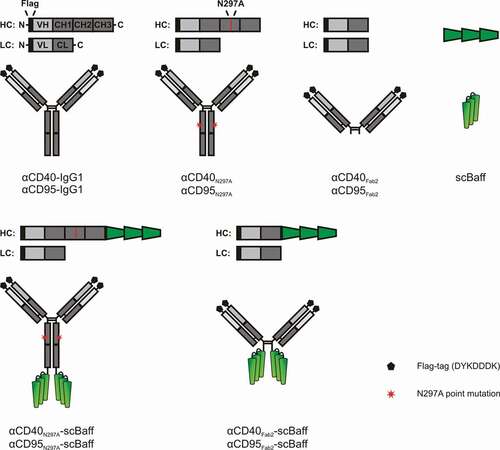 Figure 1. Domain architecture of the antibodies and antibody fusion proteins investigated in this study.